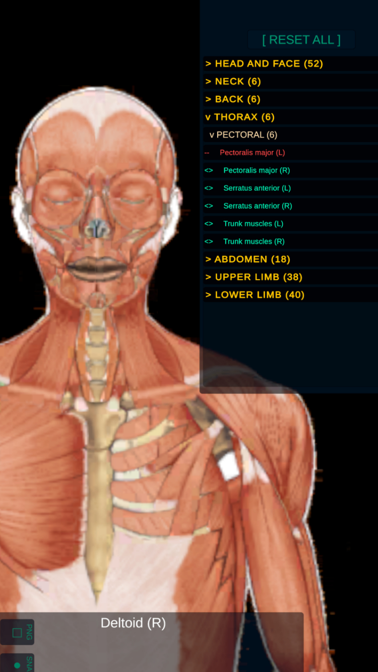LAYERS ANATOMY